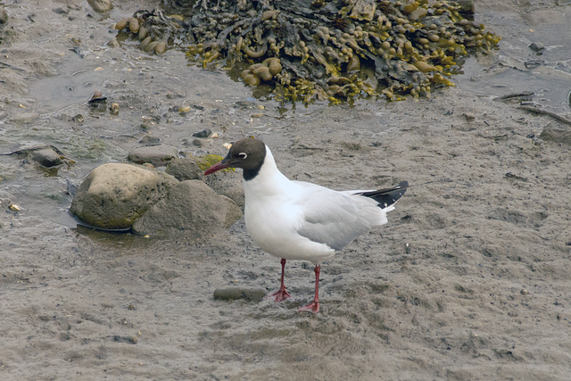 Black Headed Gull.