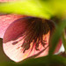 DSCF3588