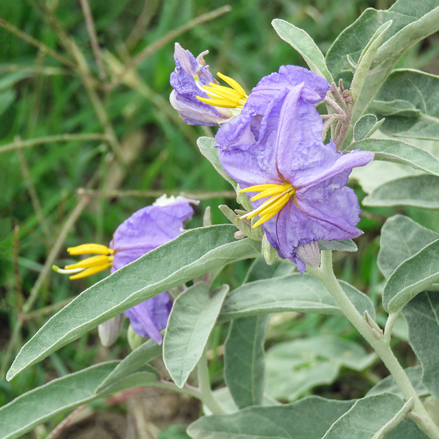 Day 7, Silver-leaf Nightshade