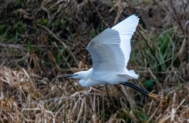 Little egret