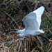 Little egret