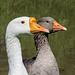 Domestic Geese, male and female