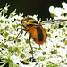 20210813 2417CPw [D~LIP] Breitflügelige Raupenfliege (Ectophasia crassipennis), Möhre (Daucus carota), Bad Salzuflen