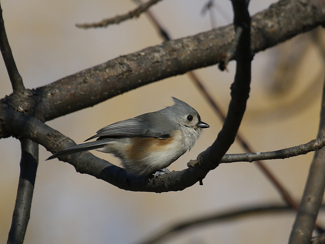 Mésange bicolore / tufted titmouse