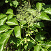 20230528 0257CPw [D~HF] Schwarzer Holunder (Sambucus nigra), Bismarckturm, Herford