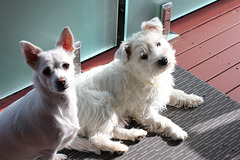 186/365 2025 inseparable