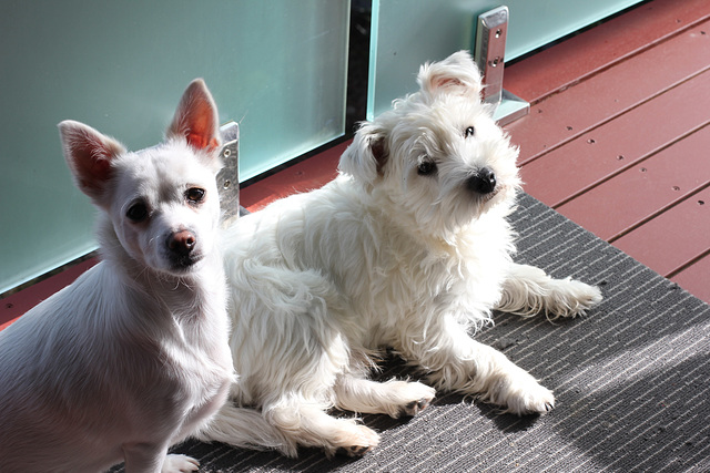 186/365 2025 inseparable