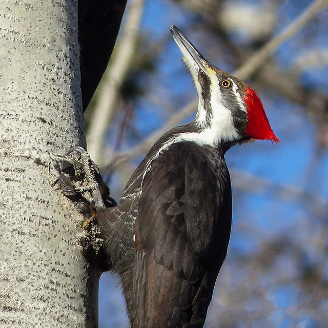 Pileated Woodpecker female