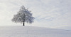 im Winter zwischen Felsenegg und Üetliberg (© Buelipix)