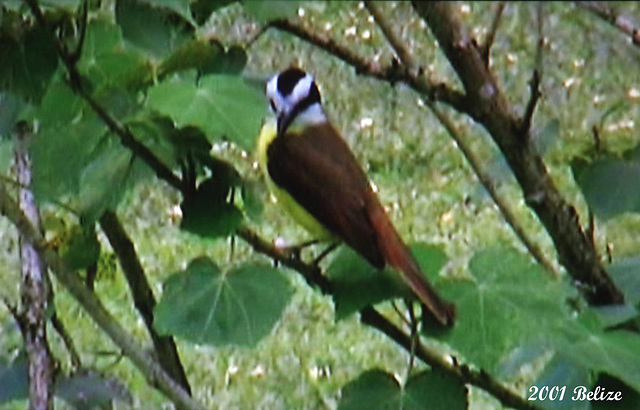 29 Pitangus sulphuratus (Great Kiskadee)