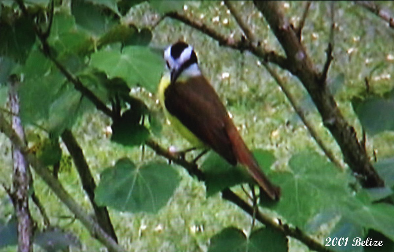 29 Pitangus sulphuratus (Great Kiskadee)