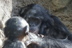 Mixi halb versteckt (Zoo Frankfurt)