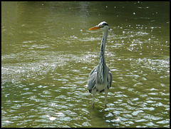heron on the look-out