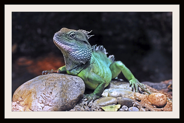 Geko   Zoo Basel