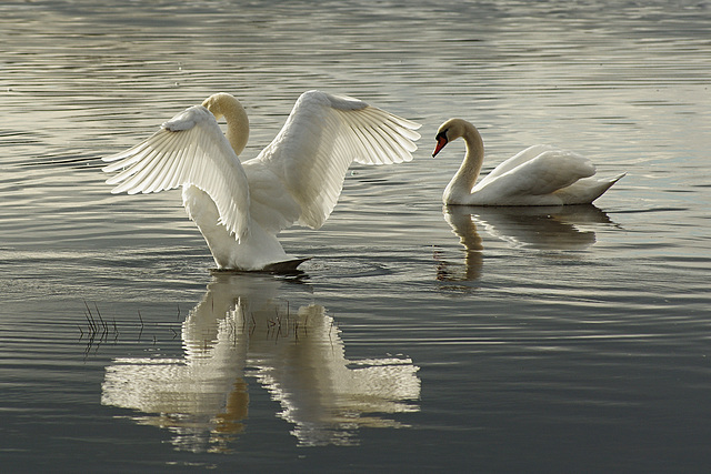 Spiegelschwan