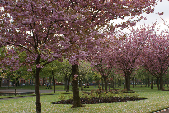 Cherry Blossom In Victoria Park
