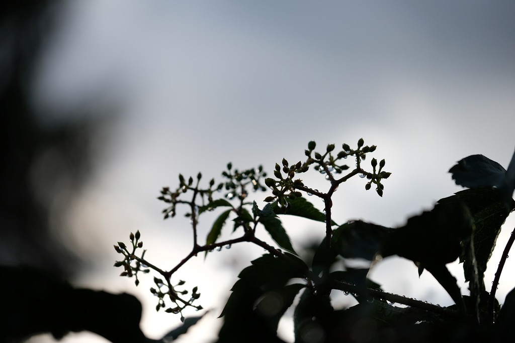 DSCF3667