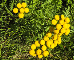 20190902 5687CPw [D~VR] Rainfarn, Boddenland, Müggenburg