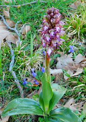 Orchis sauvage...Barleria ( Himantoglossum robertianum )Merci Neira♫
