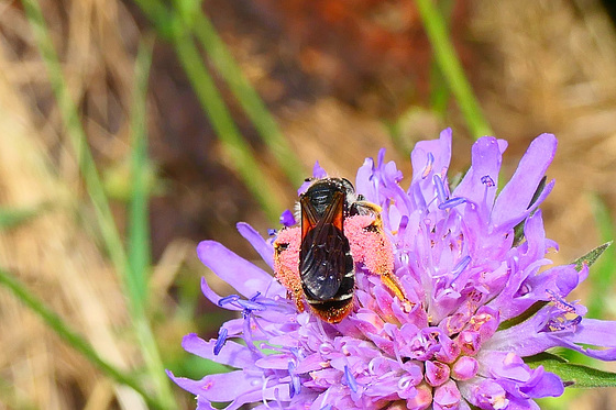 Andrena dorsota ...