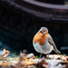 Erithacus rubecula visiting me in the garden