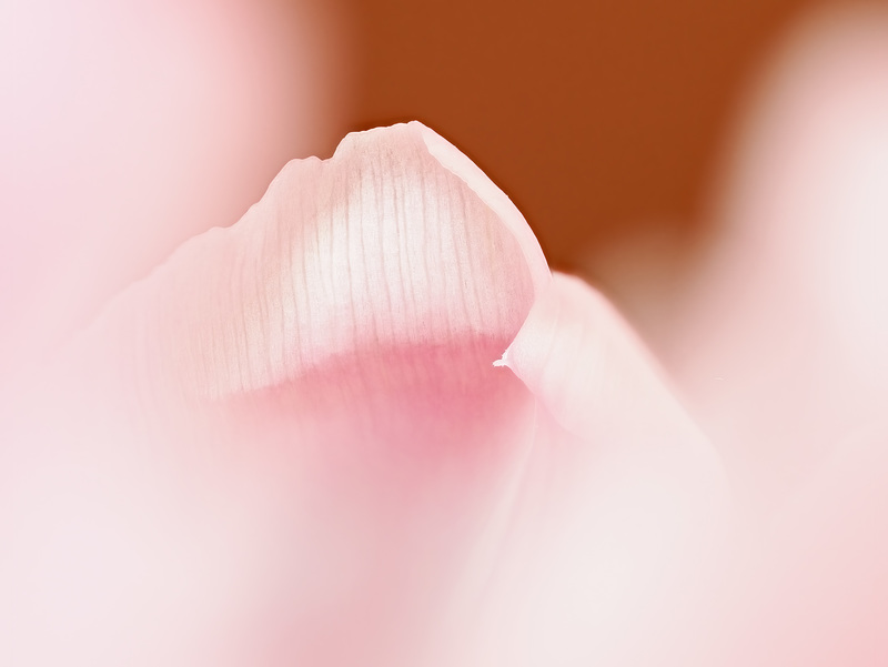 Tulpe