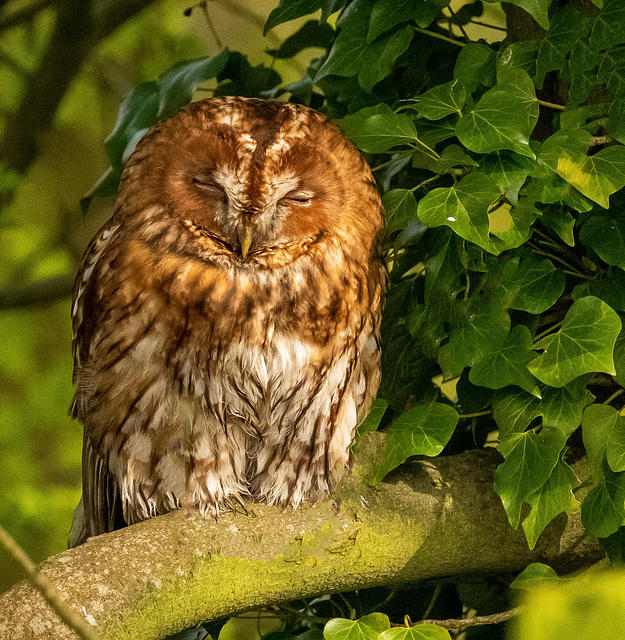 Tawny owl
