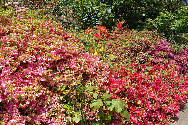 Summer Colours In Balloch Park