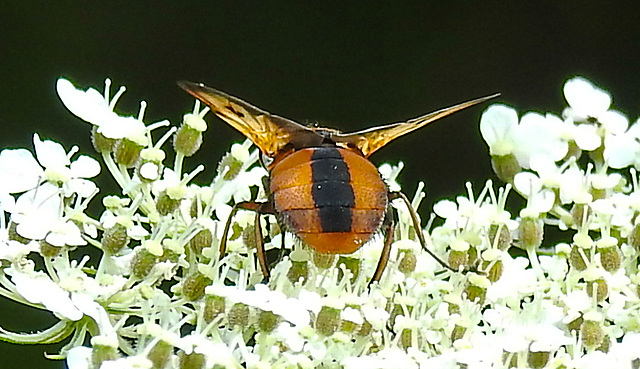 20210813 2418CPw [D~LIP] Breitflügelige Raupenfliege (Ectophasia crassipennis), Möhre (Daucus carota), Bad Salzuflen