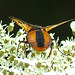 20210813 2418CPw [D~LIP] Breitflügelige Raupenfliege (Ectophasia crassipennis), Möhre (Daucus carota), Bad Salzuflen