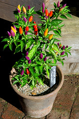 IMG 2752-001-Capsicum Annum Twilight