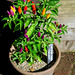 IMG 2752-001-Capsicum Annum Twilight