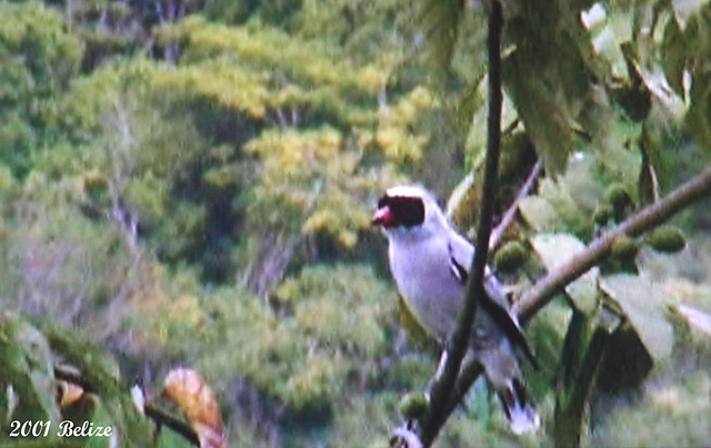 30 Tityra semifasciata (Masked Tityra)