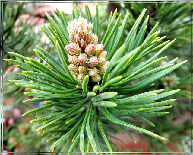 Bergkiefer (Pinus mugo).  ©UdoSm