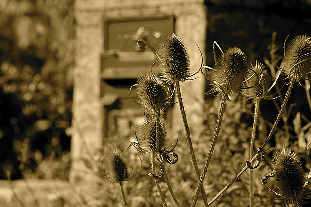 Teasels in Sepia