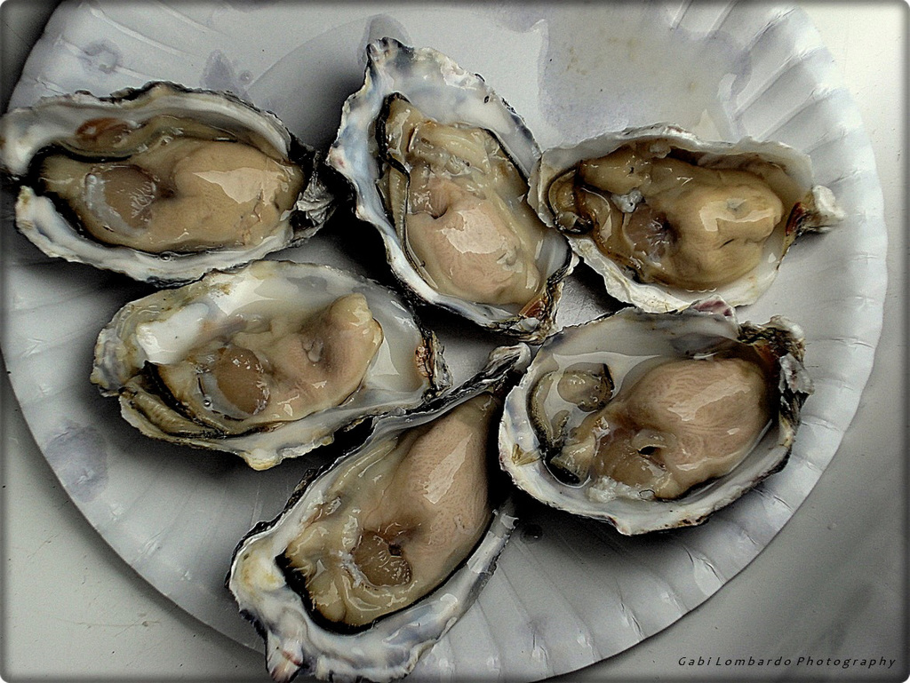 oysters