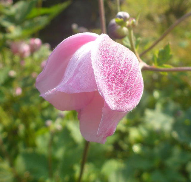 Rosa Blüte - Herbstanemone Rosa Blüte - Herbstanemone