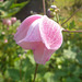 Rosa Blüte - Herbstanemone
