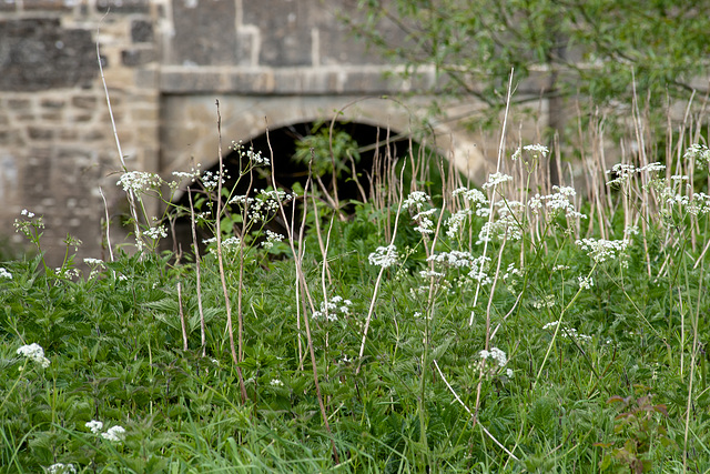 Cow Parsley by Reybridge