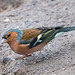 Chaffinch