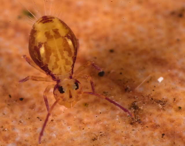 IMG 5620Springtail