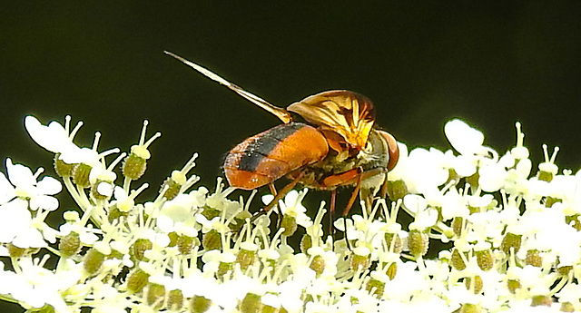 20210813 2420CPw [D~LIP] Breitflügelige Raupenfliege (Ectophasia crassipennis), Möhre (Daucus carota), Bad Salzuflen