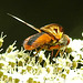 20210813 2420CPw [D~LIP] Breitflügelige Raupenfliege (Ectophasia crassipennis), Möhre (Daucus carota), Bad Salzuflen