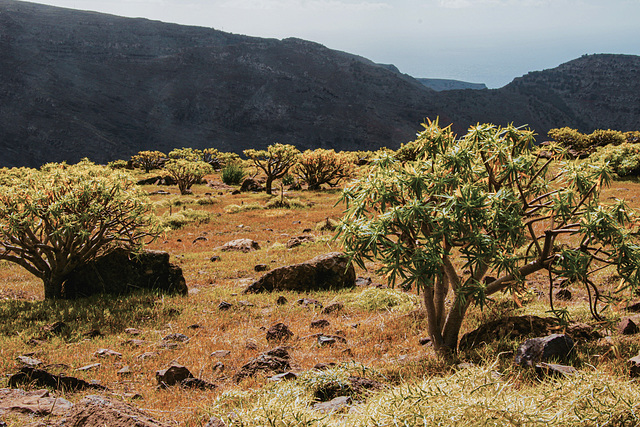 Memories of La Gomera