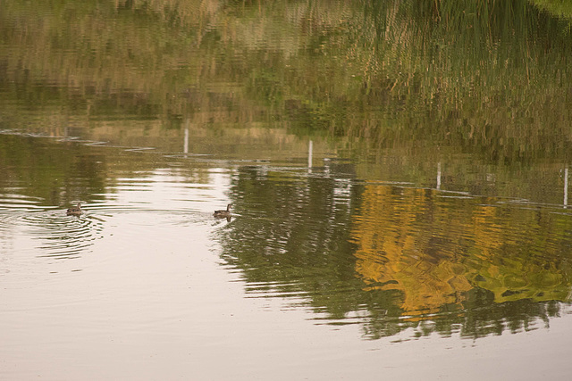 rippled reflections