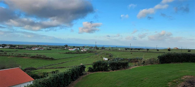 At Azores, with too much green meadows, the milk production is excessive