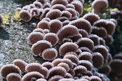 Micro Fungi 1