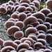 Micro Fungi 1