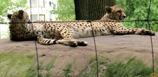 2023-05-07 38 Ea Zoo