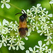 20230528 0258CPw [D~HF] Bürstenhornblattwespe (Arge cyanocroecea ), Wiesen-Kerbel (Anthriscus sylvestris agg), Bismarckturm, Herford